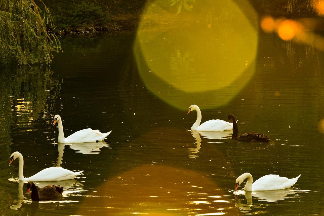 Lacul Verde Resort Ploieşti Exteriör bild